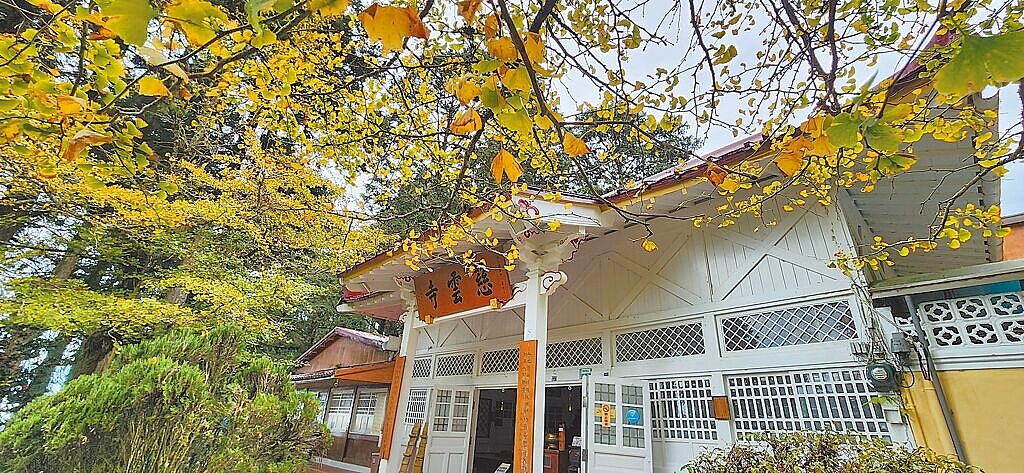 受暖冬影響,大阿里山區落葉植物變色晚了2周,慈雲寺銀杏僅5成由綠轉黃。圖/林業署嘉義分署提供