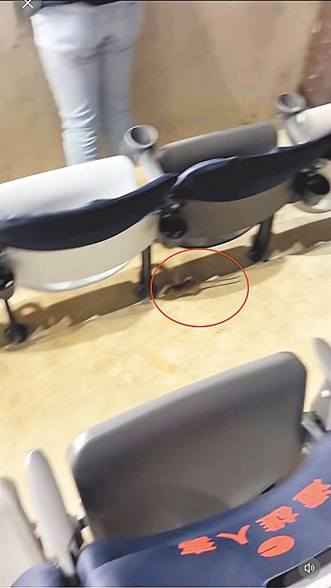 世界棒球12強賽台日大戰16日晚間開打,在外野區的球迷發現有老鼠出沒亂竄。圖/Threads@jjlin_1108提供