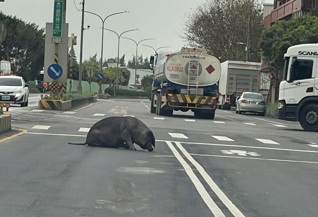 黑豬從貨車上掉落，呆坐在馬路上。圖：讀者提供