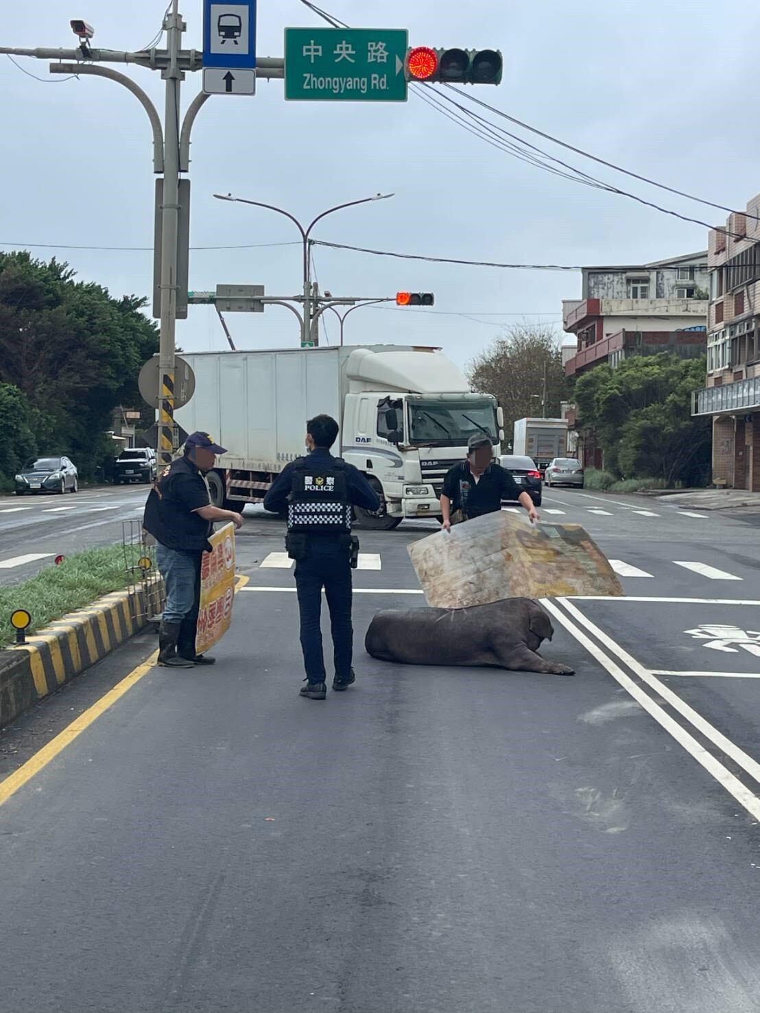 警方通知車主到場把黑豬帶走。圖：讀者提供