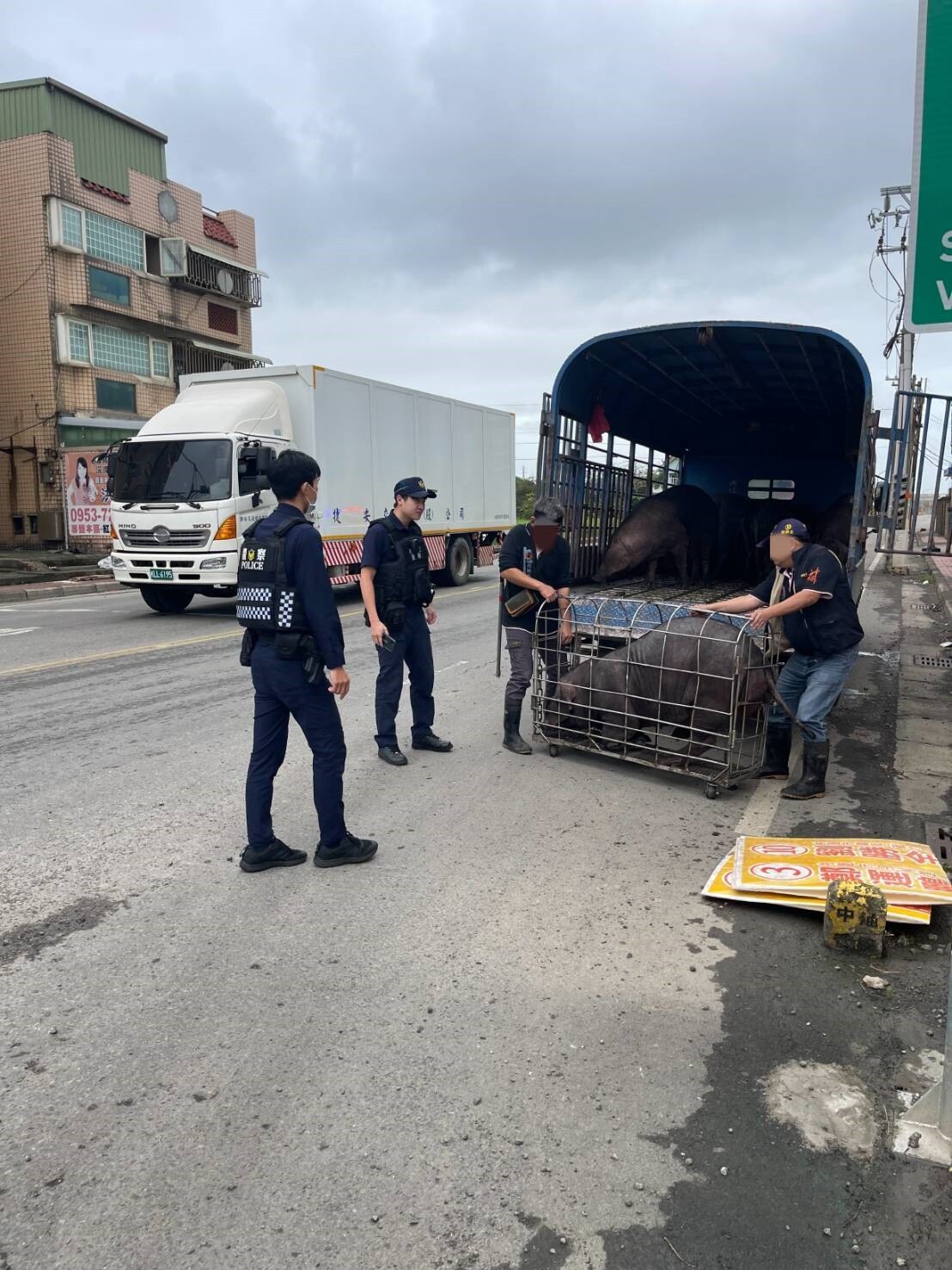 黑豬被帶回貨車上。圖：讀者提供