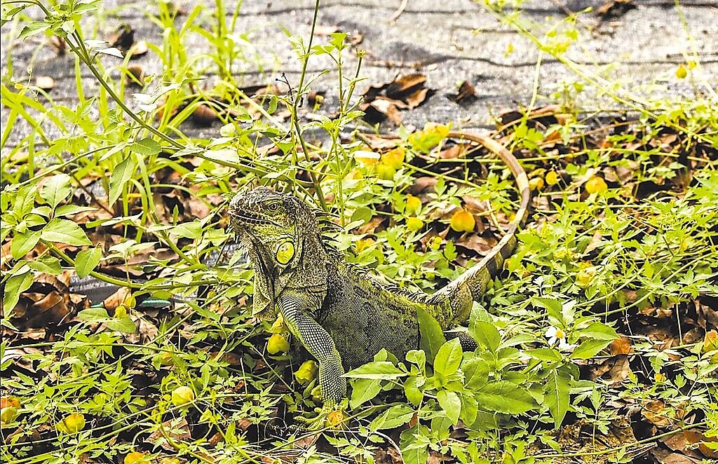 綠鬣蜥氾濫，除了造成農業損失、生態失衡，巨大的體型和猙獰外表也常引起民眾恐慌。 圖／屏東縣政府提供
