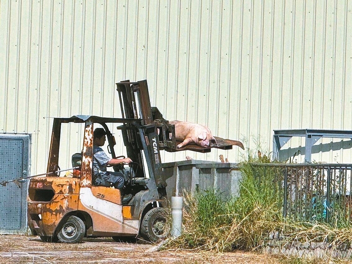 新竹縣議員蔡蕥鍹現勘新竹肉品市場，拍下工作人員將斃死豬丟入場內的貯存桶，並傳來惡臭味。圖／蔡蕥鍹提供