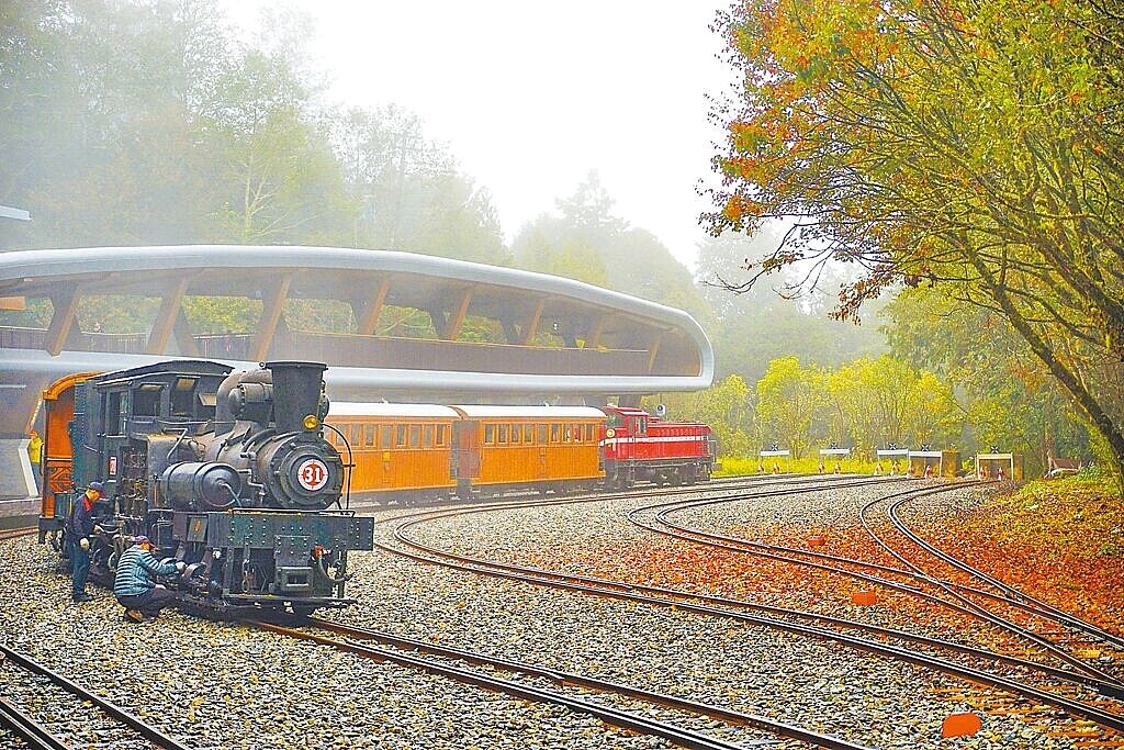 今年暖冬,12月好賞楓,觀光業者推出搭「楓光旖旎」蒸汽檜木車廂列車,賞景更有意境。 圖/阿里山賓館提供