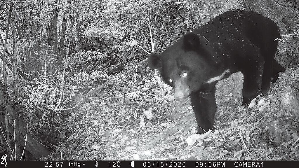 雪霸國家公園管理處自2022年起推動「紅外線相機監測計畫」,在園內共架設52部紅外線自動相機,全天候記錄野生動物蹤跡,清楚拍下台灣黑熊畫面。圖/雪管處提供