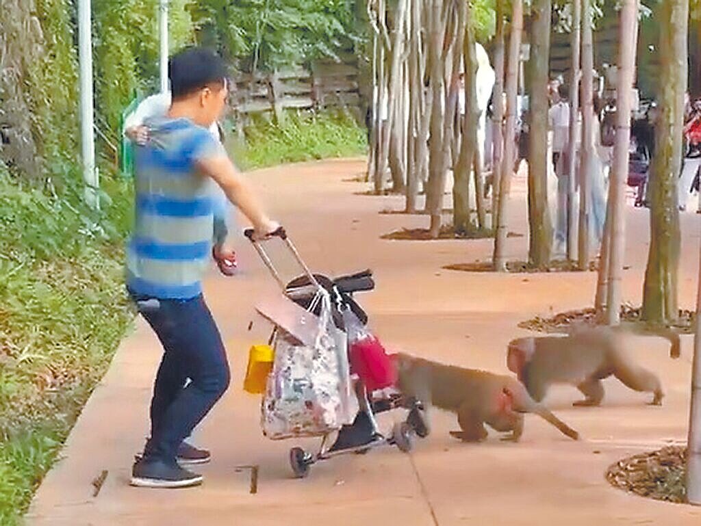 男子一手抱兒子一手推嬰兒車，遇到獼猴群洗劫時，急忙要躲避，結果摔倒，兒子嚎啕大哭。圖／翻攝自karenchan0808「Threads」帳號
