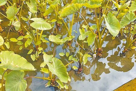 苗栗議員孫素娥針對凱米颱風後芋頭災情質詢,指出災後補助通知拖至8月中,導致程序延遲。(呂麗甄攝)