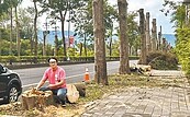 中興新村綠蔭大道光禿禿　居民炸鍋