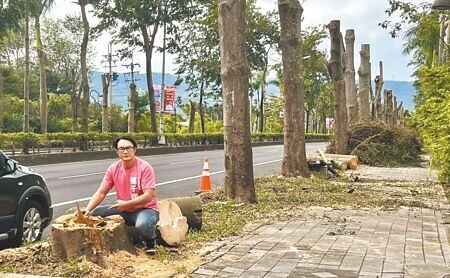 
南投縣草屯鎮公所過度修剪中興新村省府路兩排細葉欖仁樹，齊頭式修剪彷彿光禿電線桿，縣議員簡千翔近期接獲陳情，邀公所、縣府會勘討論，公所同意修正修剪路樹方式。（楊靜茹攝）
