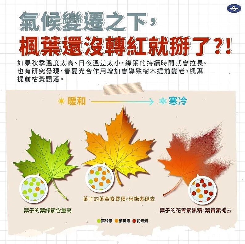 楓葉變色的步驟。圖／取自「報氣候 - 中央氣象署」臉書粉專
