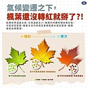 日本楓葉轉紅時間延後　氣象署：與今年氣溫偏高有關