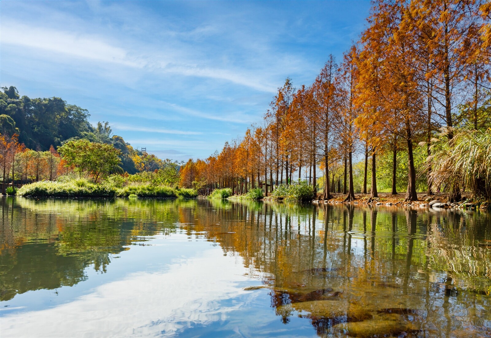 濕地周邊種植了近370棵落羽松，今年預計在12月中旬落羽松開始變色。圖：水務局提供