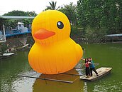 斗六水月亭　黃色小鴨遊客爭睹