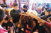 台南孔廟祭孔　祭祀牛羊來真的