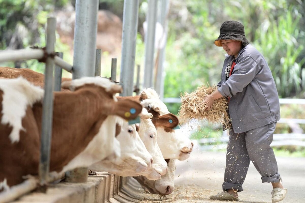 大陸近期興起一種名為「雲養牛」、「雲種植」的商業模式,聲稱投資者只需線上投資認養,就可以獲得穩定收益。圖/取自新華社