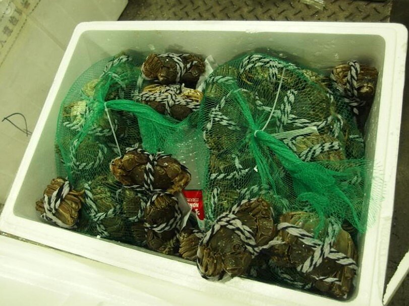 中國大陸出口的大閘蟹檢出戴奧辛超標,衛福部食藥署最快12月3日公布違規業者名單和中國大陸養殖商。 示意圖,非當事產品/食藥署提供