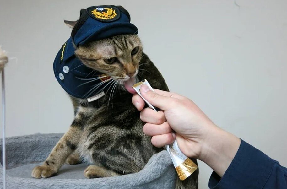 貓咪「乖乖」在景福派出所和員警們生活一年，今年聖誕節前夕同仁送給乖乖專屬的警察制服。圖／記者周嘉茹翻攝
