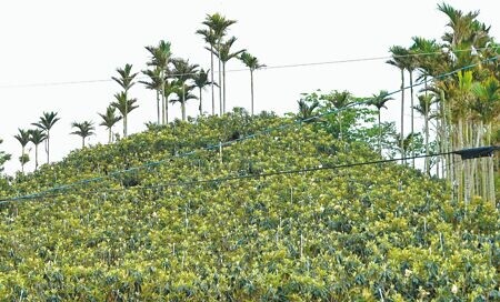 
農民於山坡地上種植檳榔，保育人士抨擊將嚴重影響水土保持。（本報資料照片）
