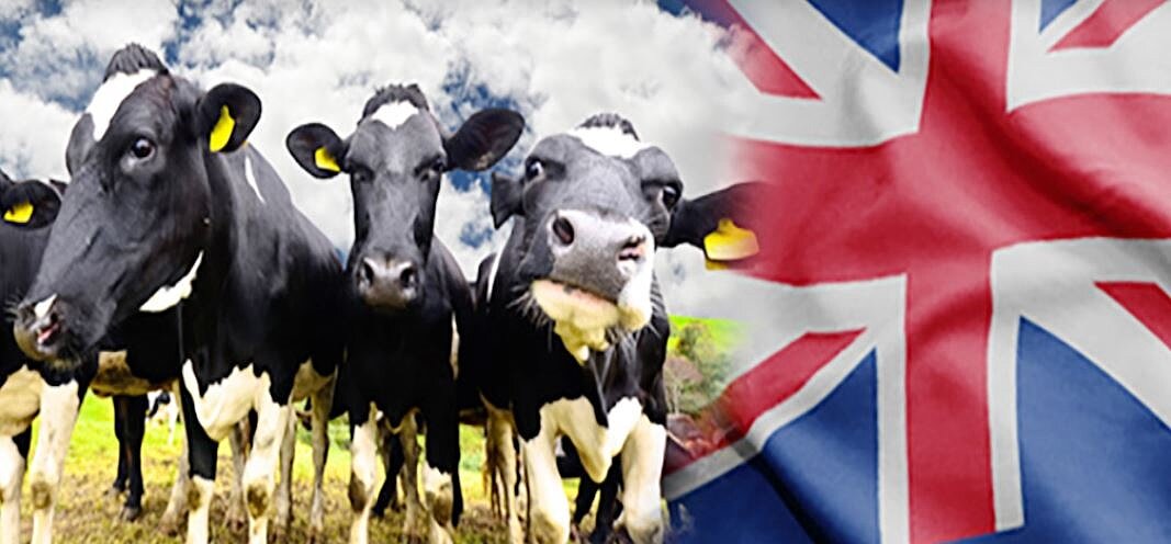 臺紐經濟合作協定ANZTEC。圖/臺灣ECA/FTA總入口網站