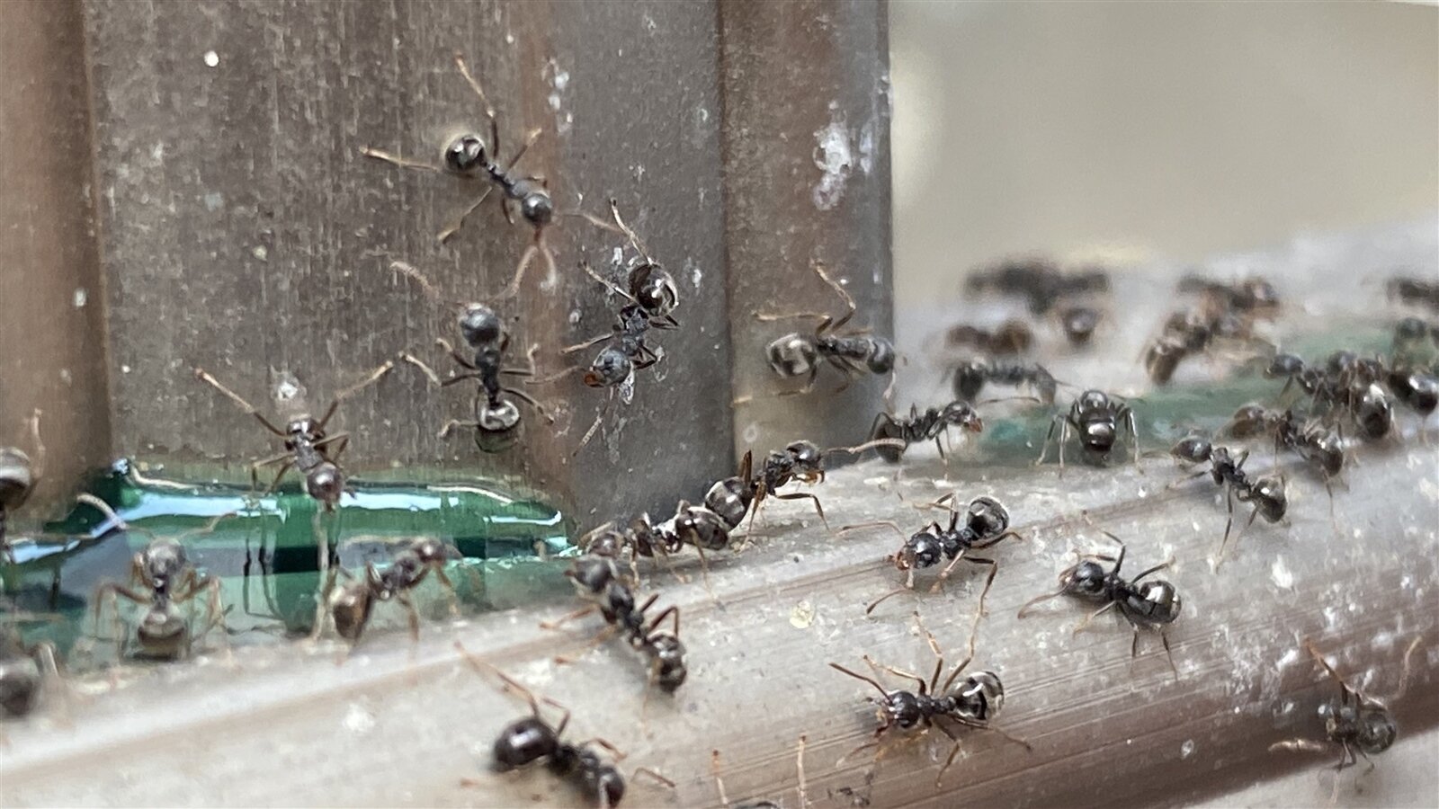 分布在北回歸線以南縣市的疣胸琉璃蟻,近年往北移動到中部。本報資料照片