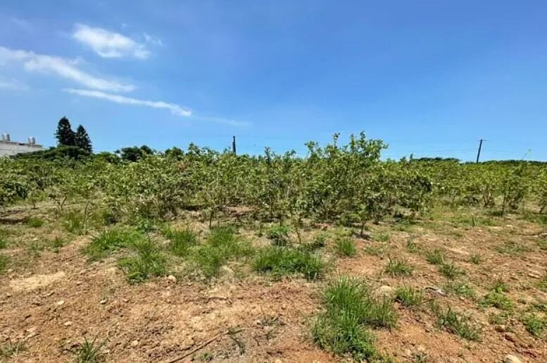 稅務局解釋,若買進或賣出時皆以土地公告現值申報,即使以市價來看呈現賠售,仍有可能須繳交土增稅。土地示意圖。 圖/台灣房屋提供