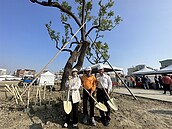 和生市地重劃3棵老樟樹守護在地　公設預明年4月完工