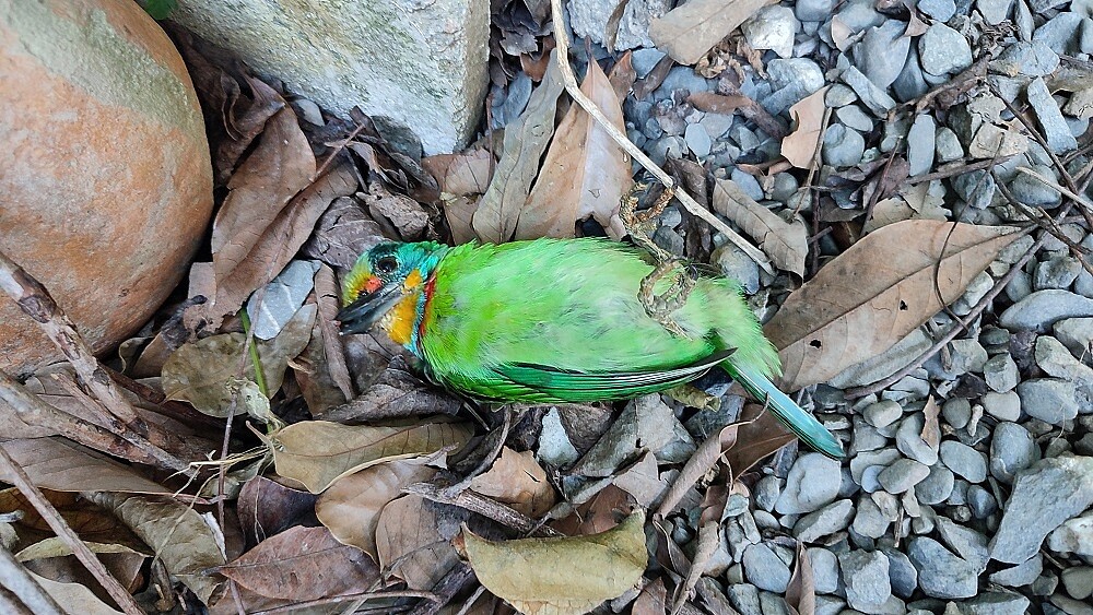 樹棲性鳥類的五色鳥，喜歡棲息於闊葉林或次生林的中上層，除非受傷通常不會至地面活動。圖／動保處提供