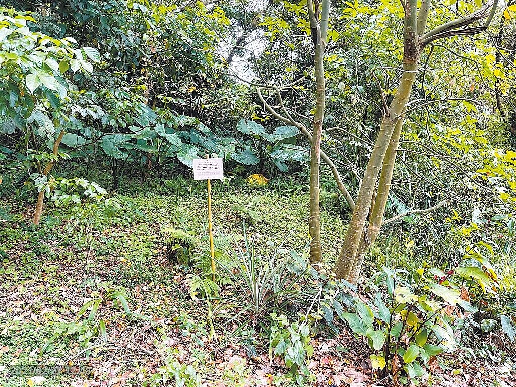 新北市三峽區插角農民自救會指控在地戴姓青農利用關係將不能放租的千坪國土保育地申請變更為農地後承租,揚言18日赴國產署抗議。對此,戴姓青農回應「一切合法」。圖/戴姓青農提供