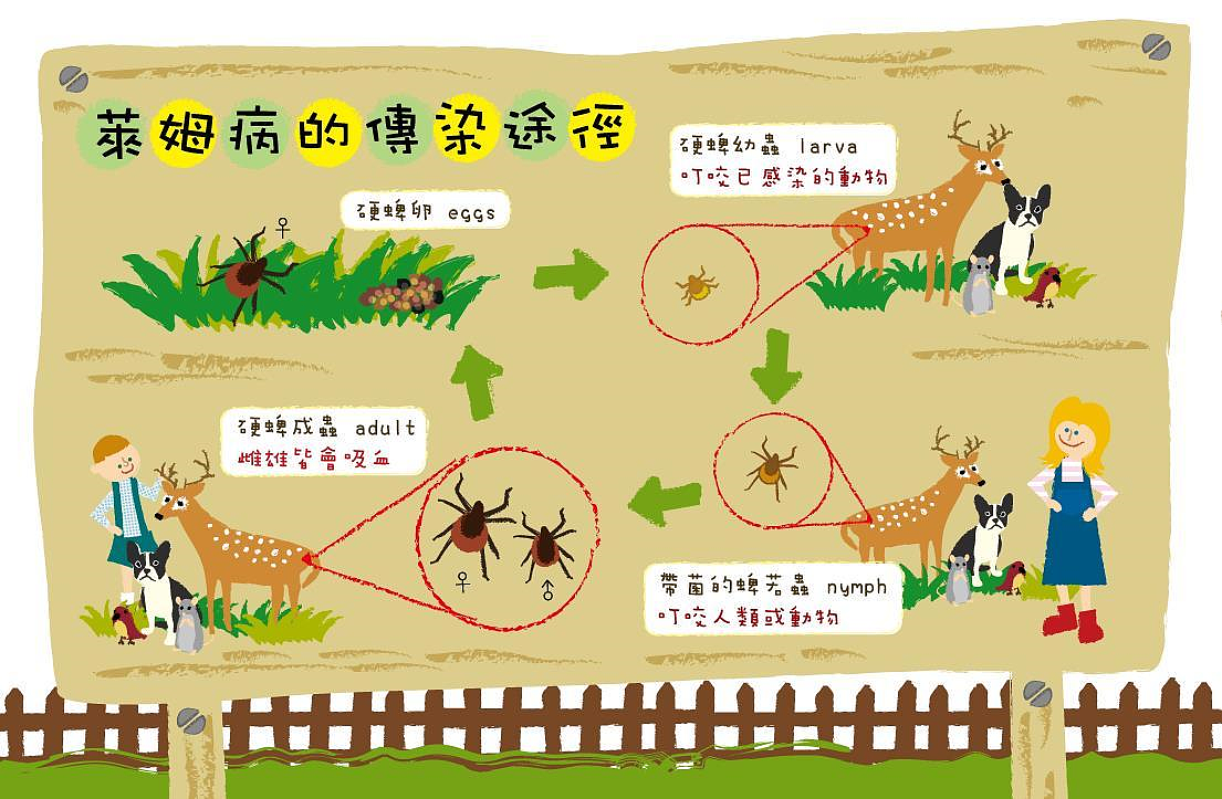 疾管署提醒,全球萊姆病疫情上升且分布區域有擴散趨勢,呼籲民眾至野外踏青或前往流行地區時應加強防護措施。圖為萊姆病傳染途徑。圖/疾管署提供