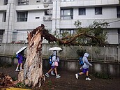 颱風摧折　新北25棵珍貴老樹遭移除