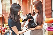 家貓登記將上路　擬免打狂犬疫苗