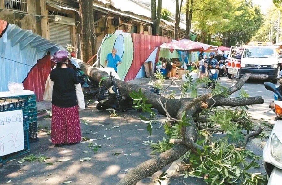 今年9月，台中市新民市場旁一棵黑板樹突倒塌，壓傷一名路人及機車，部分路樹潛藏危機。圖／中市府新聞局提供
