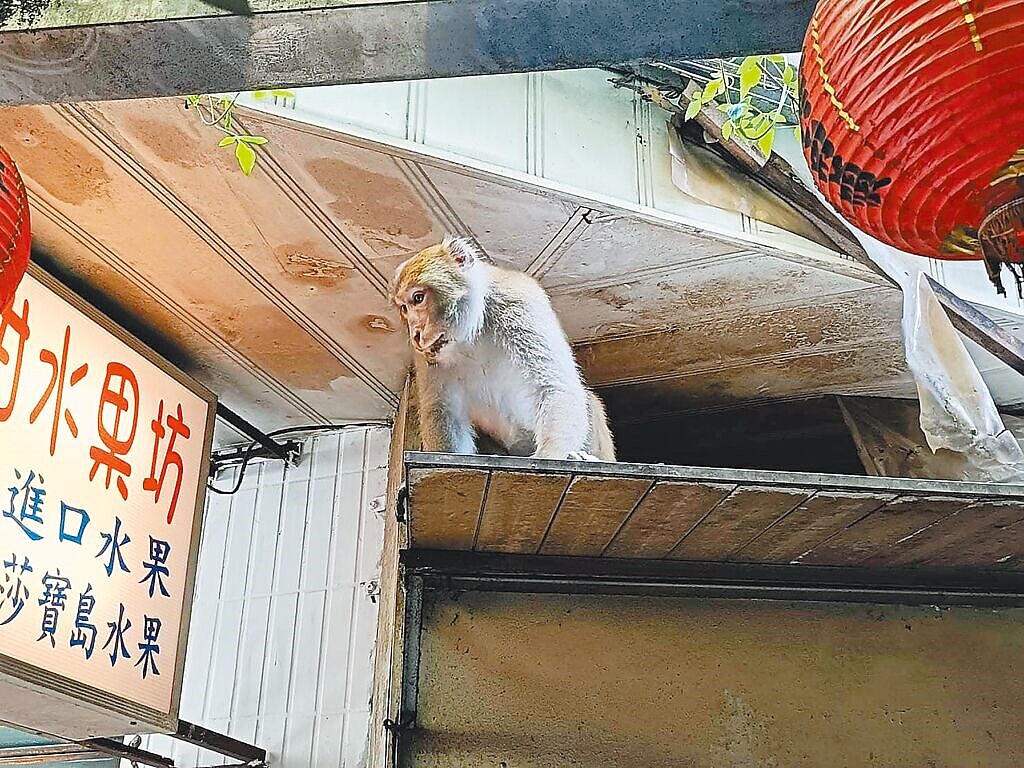 台北市內湖區16日有2隻台灣獼猴在內湖路二段一帶出沒，台北市動保處派員到場成功誘捕1隻獼猴，內湖區湖光市場18日又再出現3隻獼猴跑到攤販搶食水果。圖／摘自立委李彥秀臉書