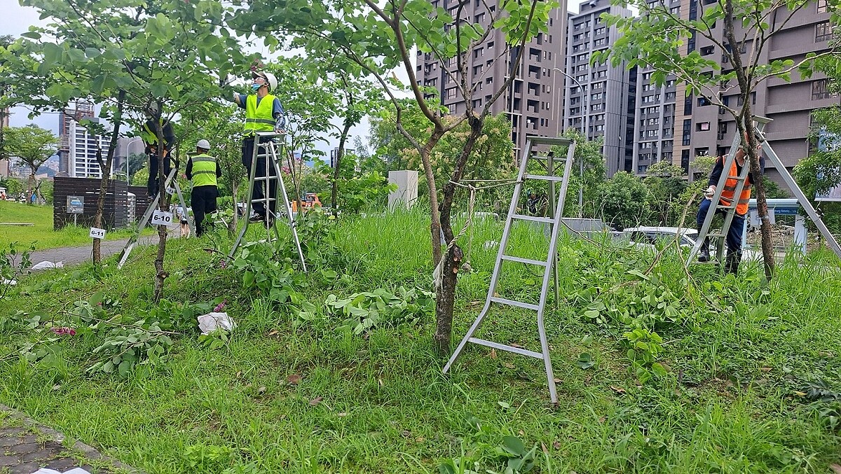 修剪認證課程術科考試實際現場施作測驗。圖／新北市府提供