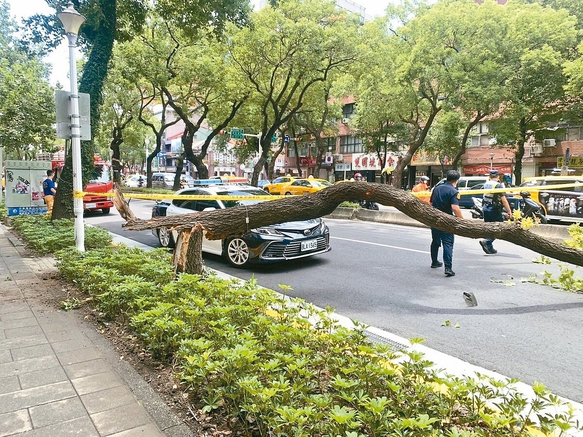 北市中山北路一處路樹去年8月突攔腰折斷，砸中機車騎士致死。圖／警方提供