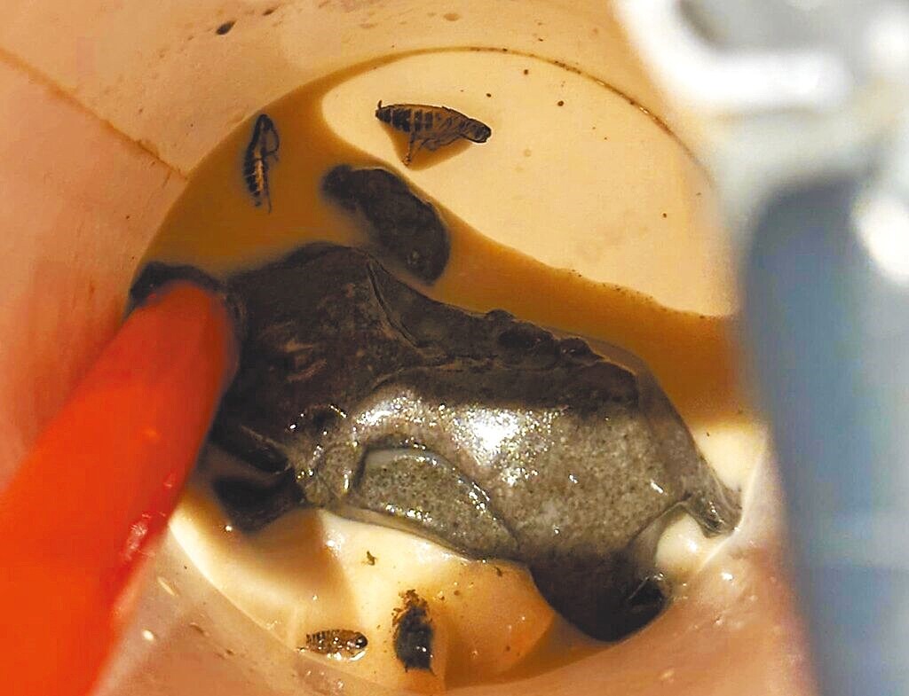 知名手搖飲店家鶴茶樓遭民眾發現在飲料裡有蟑螂屍體,台北市衛生局26日派員前往店面稽查。(翻攝爆料公社二社)