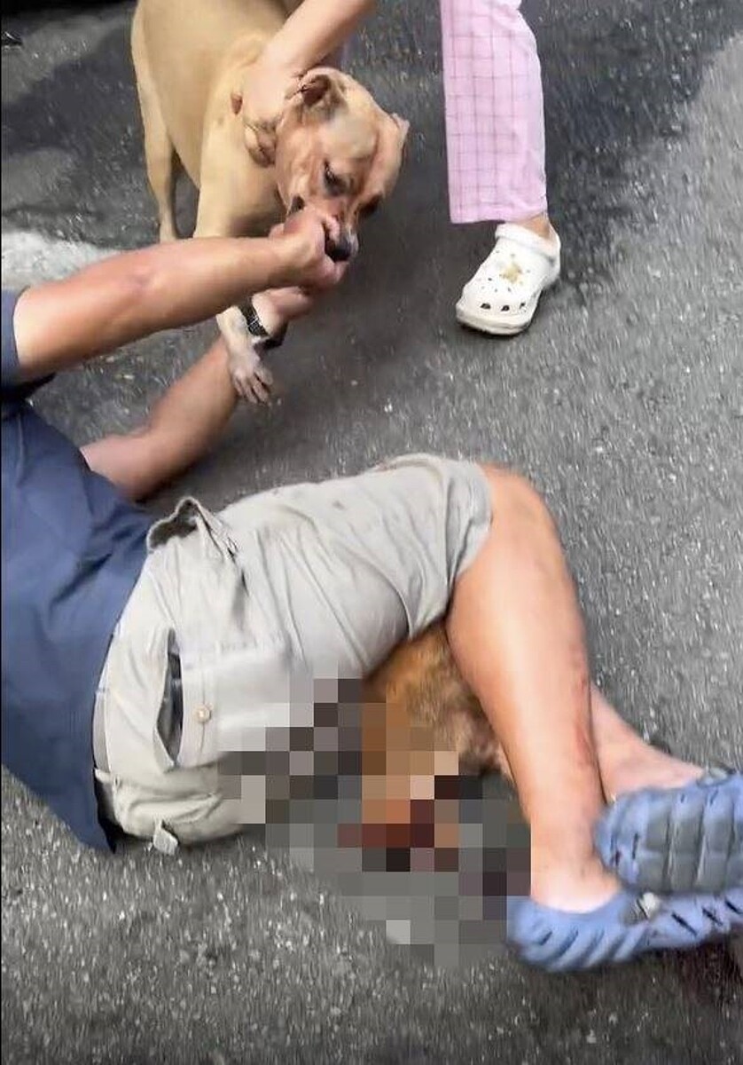 新北三重區日前發生比特犬未繫牽繩，導致流浪貓慘死街頭，飼主也因疏縱犬隻違反動保法遭開罰。圖／新北市動保處提供