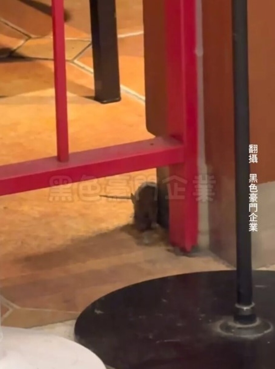 民眾上網爆料,4日晚在台中市新光三越百貨內的知名泰式料理餐廳「瓦城」,驚見1隻老鼠停留在餐廳門口柵欄旁狀似進食。圖/翻攝自黑色豪門企業