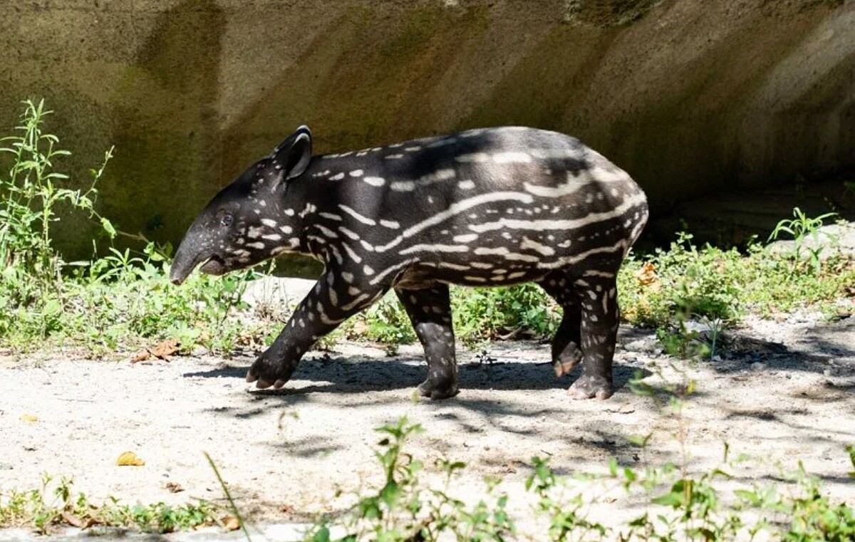 台北市立動物園7月15日喜迎馬來貘寶寶「莉姆路」，未滿2個月大的牠從剛出生的7公斤飛速成長至今40公斤。圖／台北市立動物園提供
