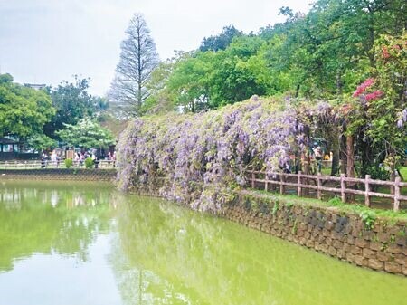 
桃園市不少市民活動中心具有特色，如龜山大湖活動中心湖畔的沿岸步道搭建200米紫藤花廊，3、4月花期相當漂亮。桃園市民政局推動活動中心E化租借，未來可以輕鬆預訂場地。（本報資料照片）
