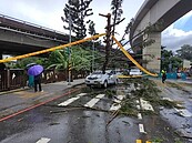 好恐怖！土城疑雷擊樹倒砸車　2人送醫