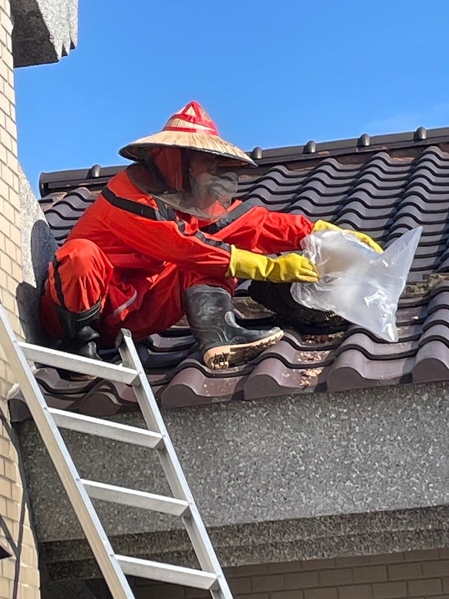 新竹縣政府辦理「補蜂」為民服務工作,如有虎頭蜂入侵民宅,可通報119轉由縣府委外廠商協助處理。圖/新竹縣政府提供