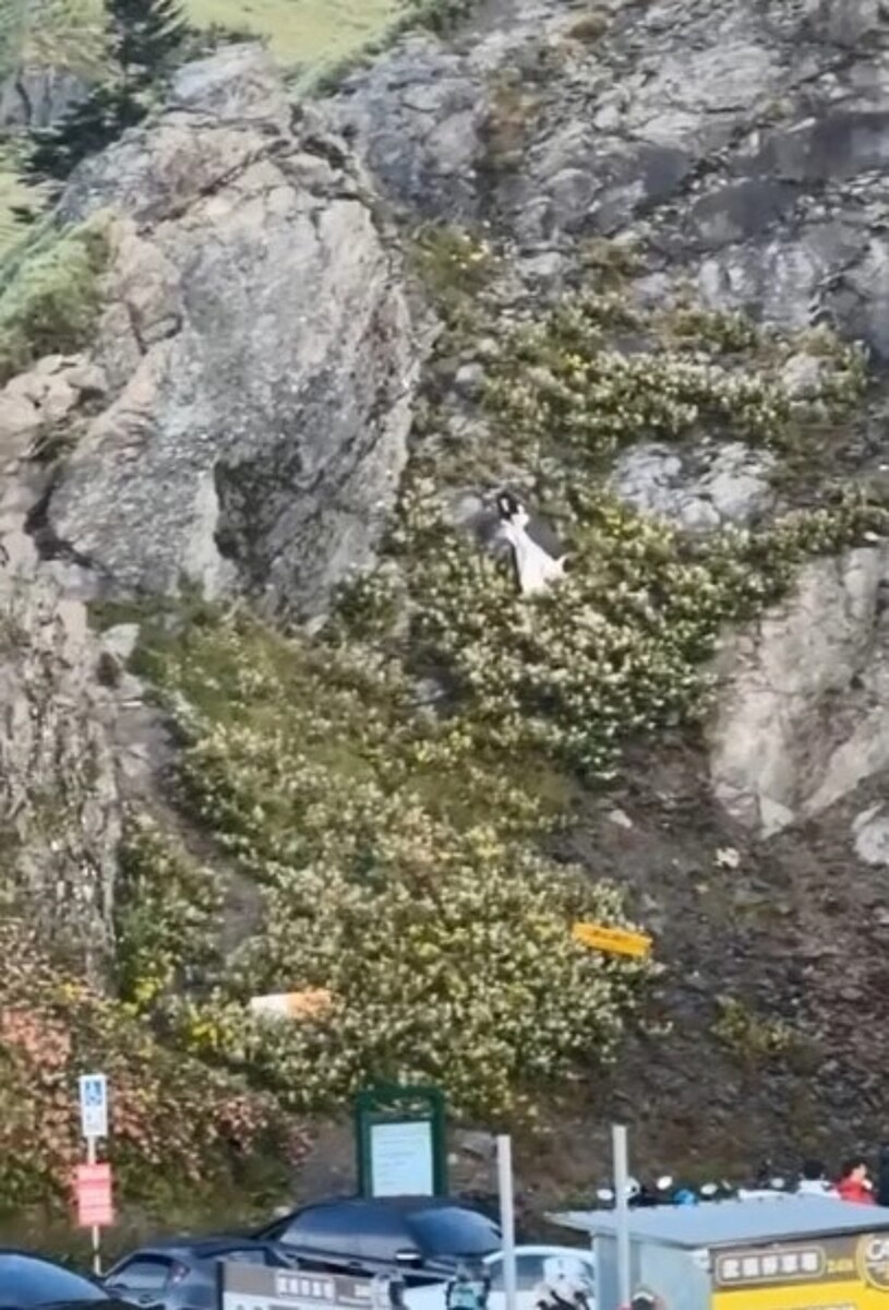 有遊客疑闖進合歡山武嶺停車場後方邊坡,從陡峭邊坡向下行走,多次踉蹌滑動險摔倒,嚇壞眾人。圖/擷自Threads,@04_07_leo授權