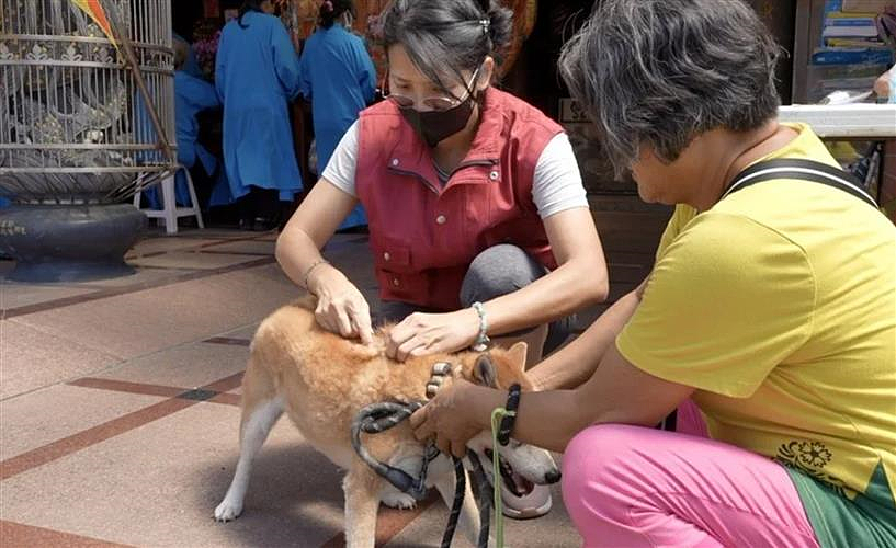 北市動保處在整個九月規劃到三芝各里巡迴施打狂犬病疫苗，歡迎飼主多加利用。(圖／紅樹林有線電視提供)