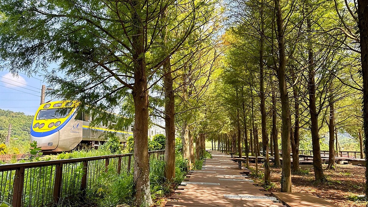 落羽松秘境位於雙溪火車站與牡丹火車站中段,為宜蘭線鐵道改道後遺留之舊線空間。圖/新北市政府提供