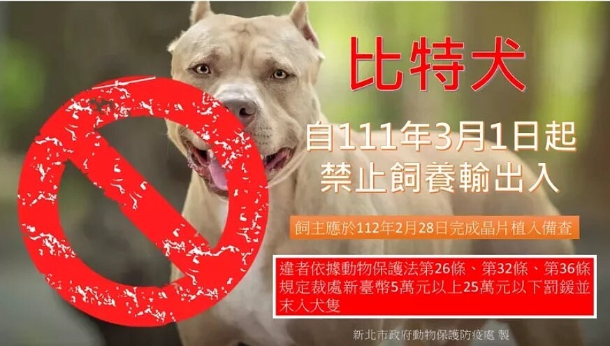 比特犬禁止飼養輸出入。圖／動保處提供

