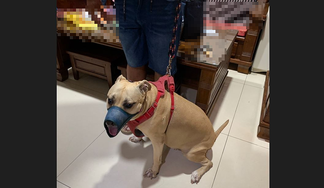 事發後飼主改善鍊繩及嘴套。圖/動保處提供