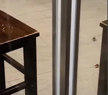 一群「小強」衝進餐廳,在餐桌下四處亂竄。 圖/擷自臉書社團「爆廢公社」