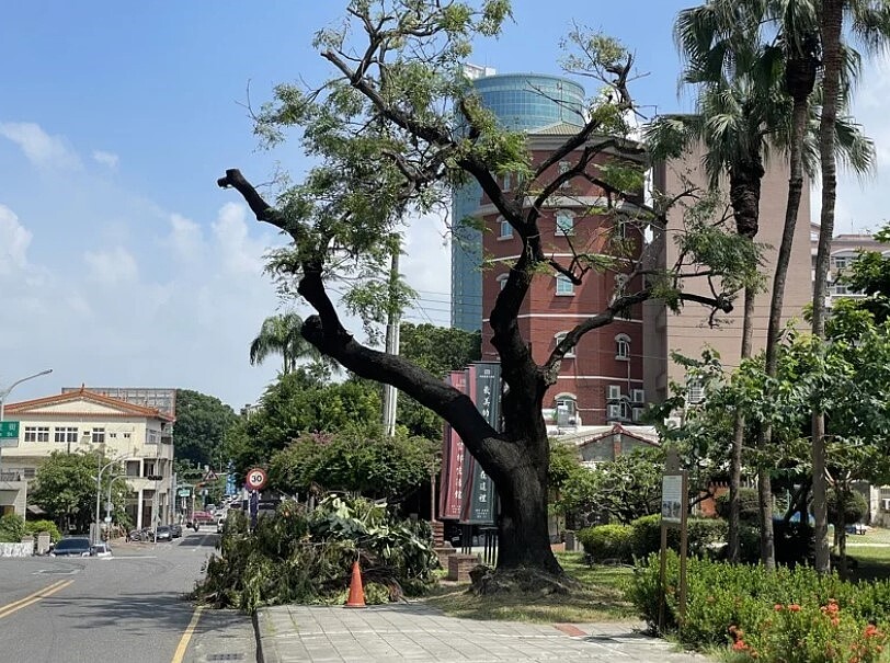 台南市定古蹟知事官邸前苦楝修剪過度，民眾批截肢毀容。圖／市議員李宗霖提供
