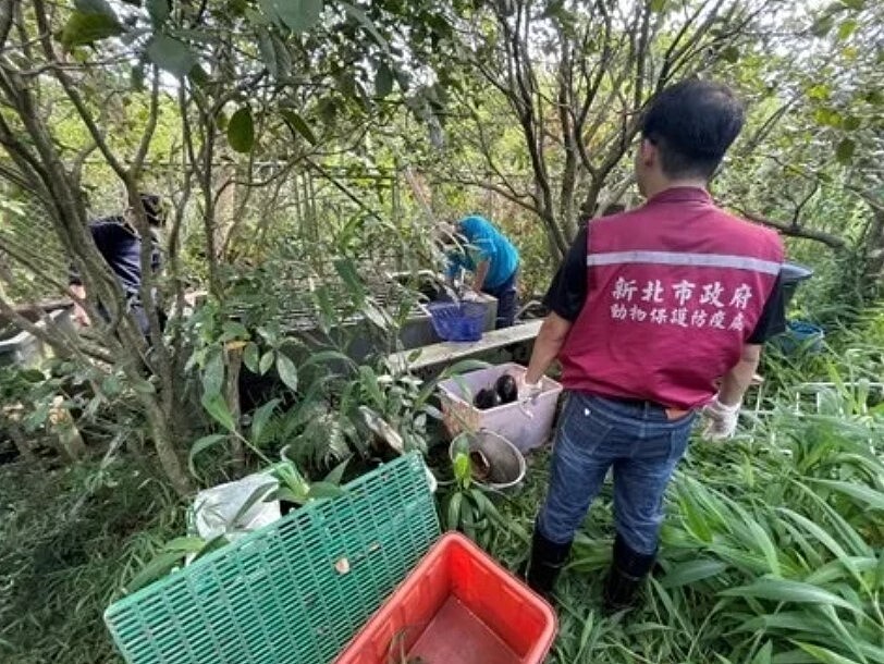 動保員至隱密的廢棄苗圃內查獲200多隻保育類食蛇龜及柴棺龜。圖／新北市動保處提供
